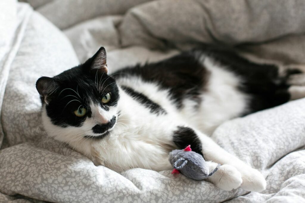 cute-black-and-white-cat-playing-with-catnip-toy