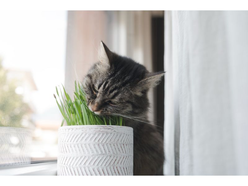 cute-cat-eating-fresh-catnip-in-a-pot